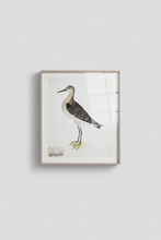 Ornis Galleries Swedish Birds - 15” x 12”